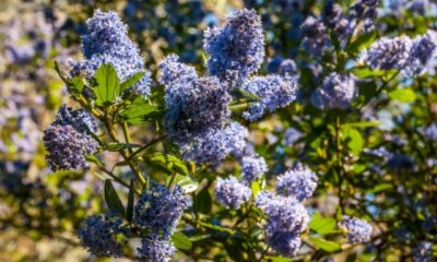 Säckelblume nach der Blüte schneiden