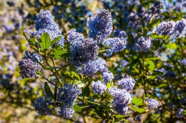 Säckelblume nach der Blüte schneiden