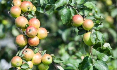 Säulenapfel optimal pflegen