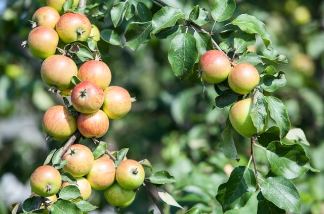 Säulenapfel optimal pflegen