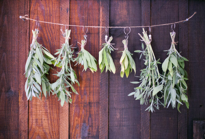 Salbei haltbar machen durch Trocknen