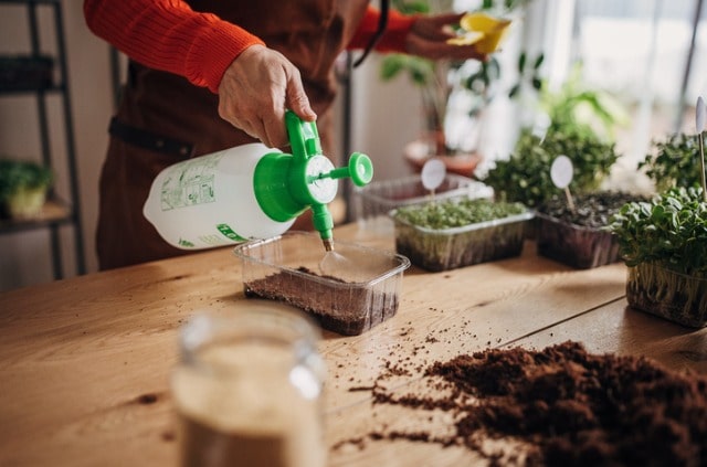 Samen wässern - so bringt man Samen zum Keimen