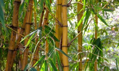 Schädlinge am Bambus erkennen und bekämpfen