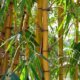 Schädlinge am Bambus erkennen und bekämpfen