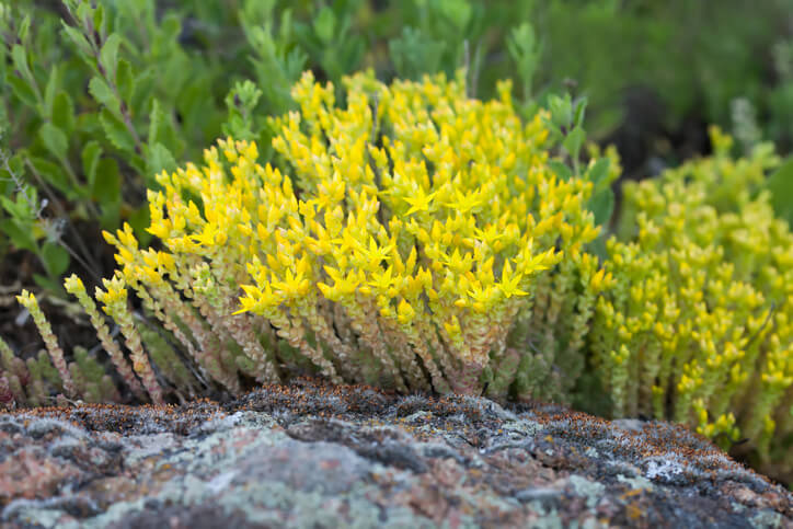Scharfe Fetthenne bzw. Scharfer Mauerpfeffer (Sedum acre)