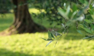 Schildläuse auf Olivenbaum mit Hausmitteln bekämpfen