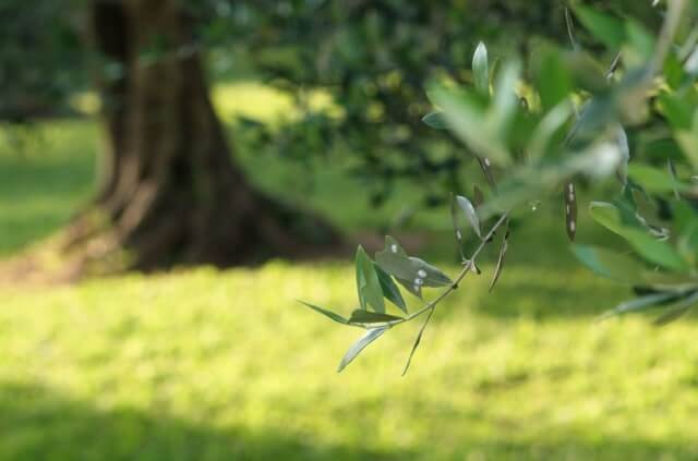 Schildläuse auf Olivenbaum mit Hausmitteln bekämpfen