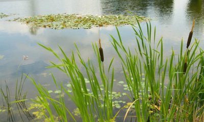 Schilf im Teich pflanzen