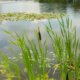 Schilf im Teich pflanzen