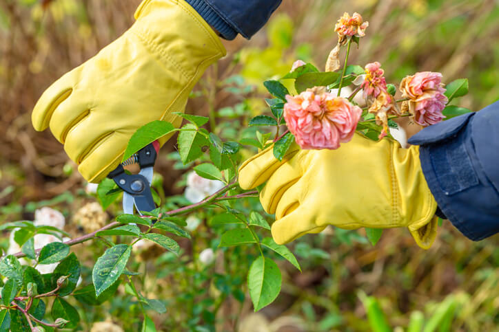 Schneiden von öfter blühenden Rosensorten