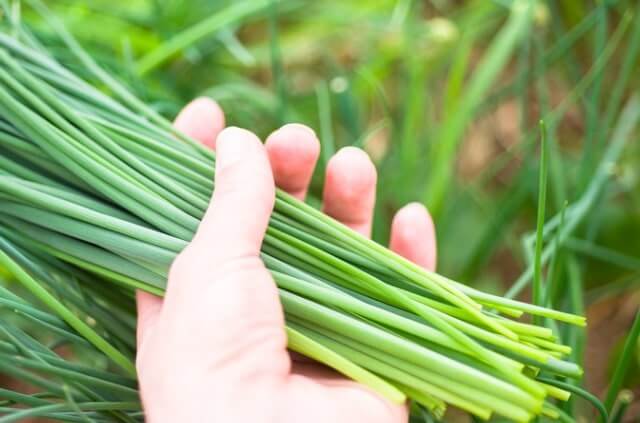 Schnittlauch säen im Freiland und im Topf