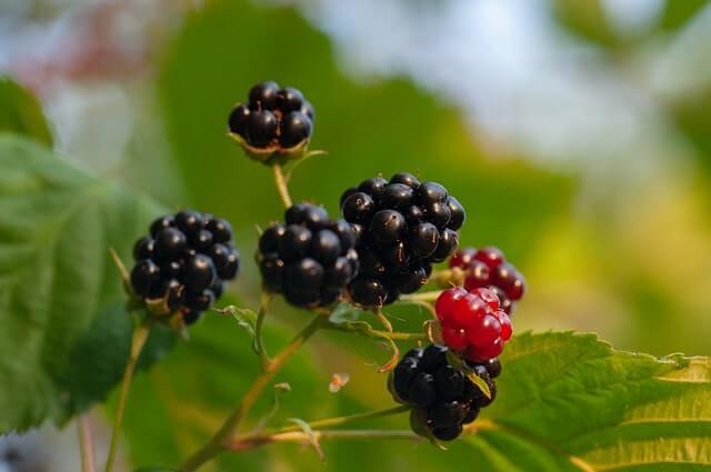 Schwarze Himbeeren - so gesund sind sie wirklich