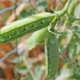 Sechs beste Erbsensorten für Ihren Garten