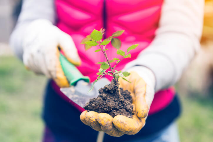So funktioniert die Aussaat