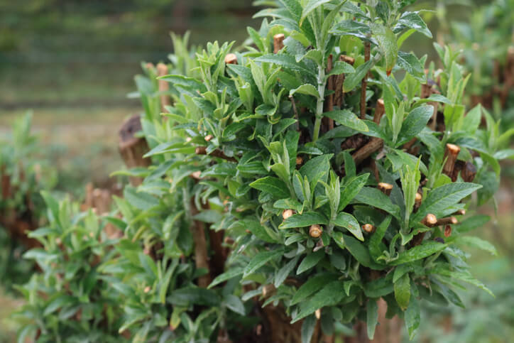 Sommerflieder zum Hochstamm erziehen