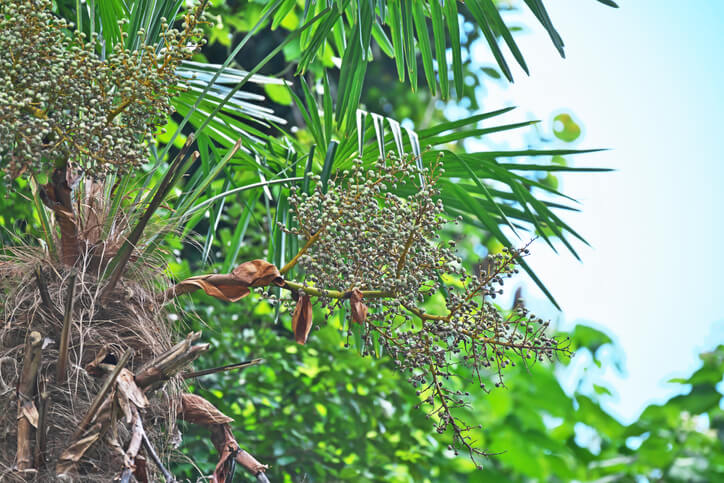 Sonne tut der Palme gut