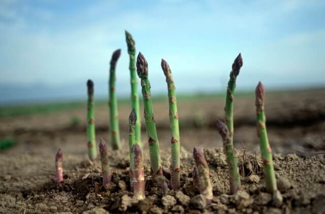 Spargel selbst anbauen - Standort, Abstand und Pflege