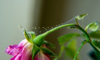Spinnmilben an Rosen bekämpfen