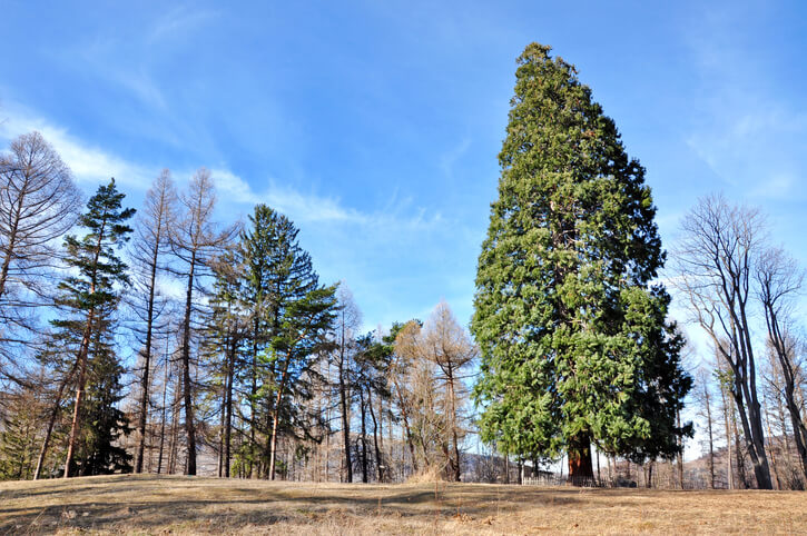Standort-Tipps für den Mammutbaum