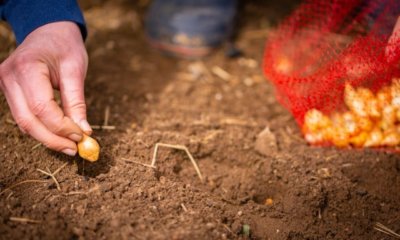 Steckzwiebeln setzen - wann und wie tief