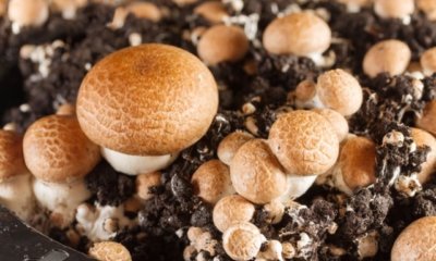 Steinchampignons selber anbauen