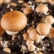 Steinchampignons selber anbauen