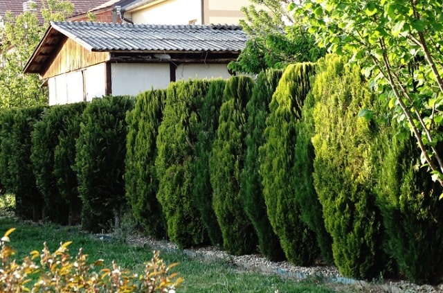 Sträucher als Sichtschutz für Ihre Terrasse