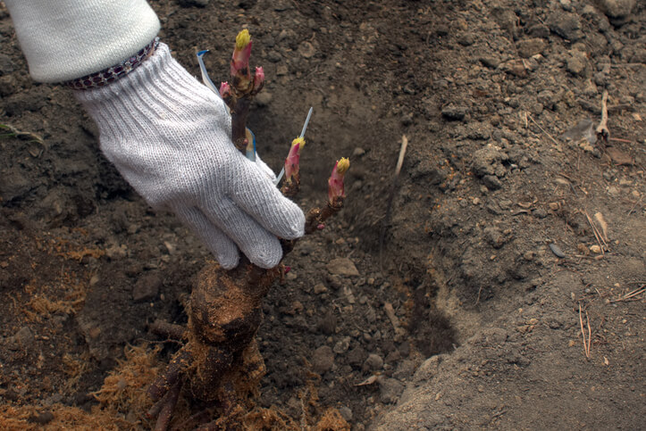 Strauchpfingstrosen umpflanzen