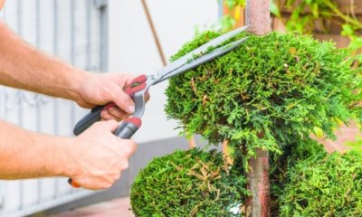 Thuja Brabant schneiden - Zeitpunkt und Anleitung