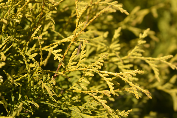 Thuja Golden Globe