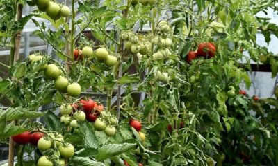 Tomaten im Gewächshaus selbst bestäuben