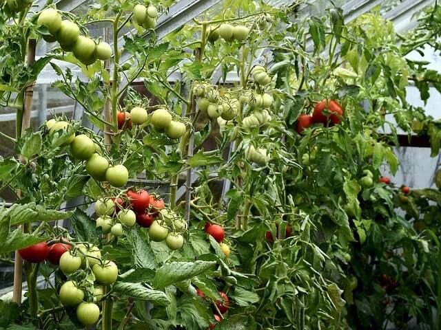 Tomaten im Gewächshaus selbst bestäuben