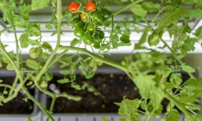 Tomaten im Hochbeet und auf dem Balkon richtig pflanzen