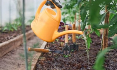 Tomaten richtig gießen - wie oft und wie viel