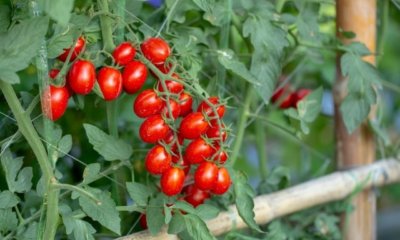 Tomaten züchten - eine Anleitung für Anfänger