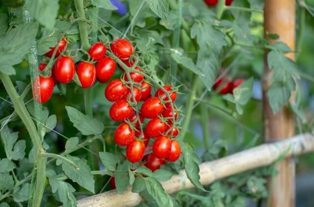 Tomaten züchten - eine Anleitung für Anfänger