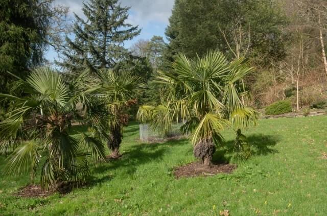 Trachycarpus Fortunei Pflege - Tipps und Tricks