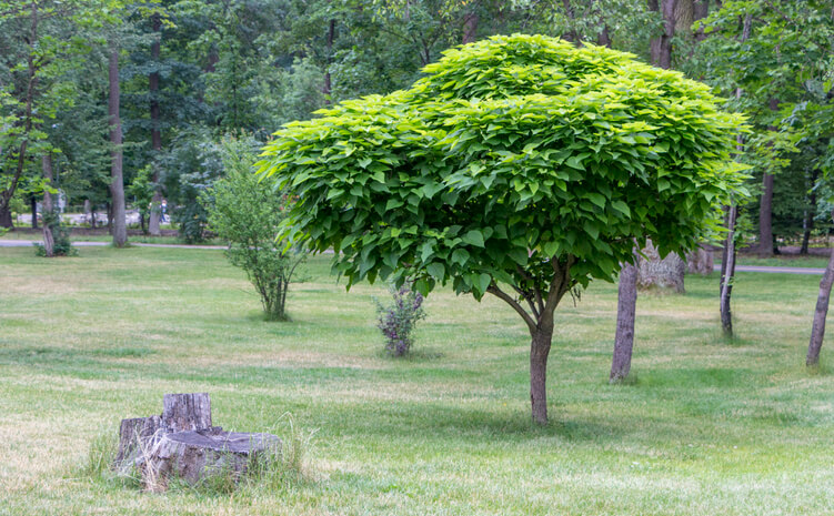Trompetenbaum Der perfekte Schattenspender