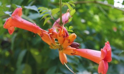 Trompetenblume schneiden - wann und wie
