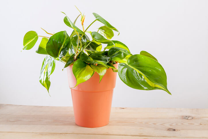 Tropische Raumdekoration - Philodendron Brasil