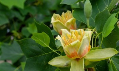 Tulpenbaum radikal schneiden - die beste Jahreszeit