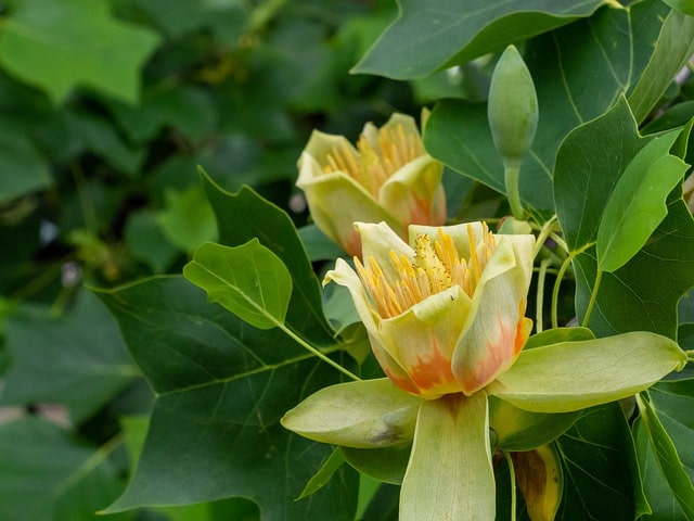 Tulpenbaum radikal schneiden - die beste Jahreszeit