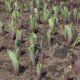 Tulpensamen säen - Tipps und Tricks