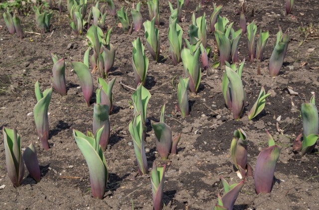 Tulpensamen säen - Tipps und Tricks