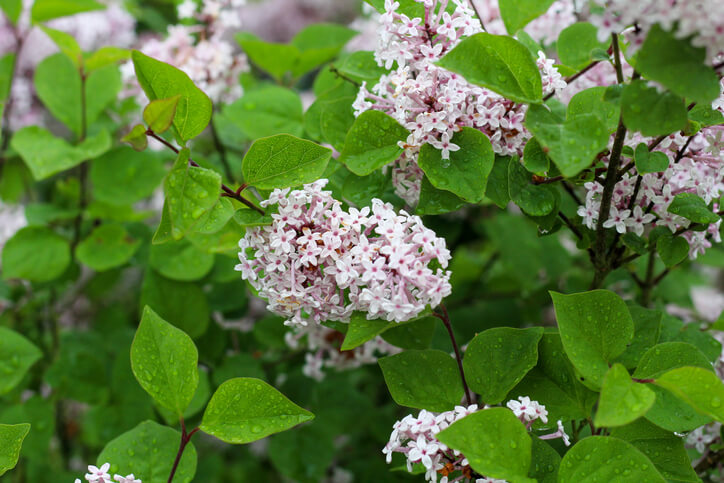 Undurchlässige Böden und Staunässe