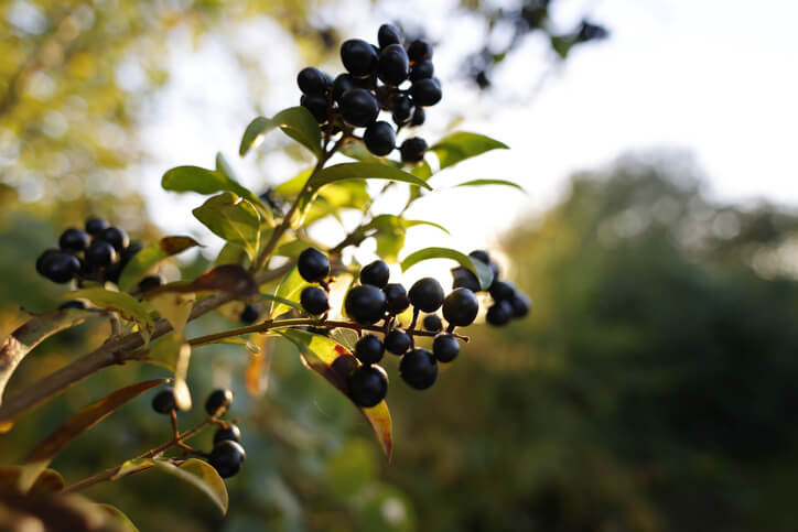 Unüblich, aber möglich - Liguster aus Samen ziehen