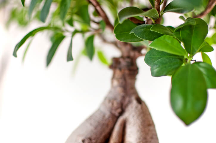 Ursachen für den Blattverlust