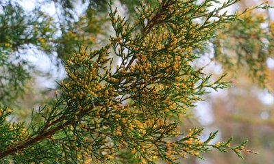 Verschiedene Thuja Sorten im Vergleich