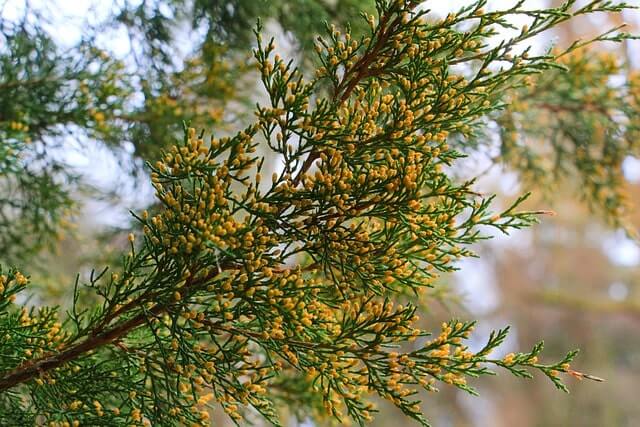 Verschiedene Thuja Sorten im Vergleich