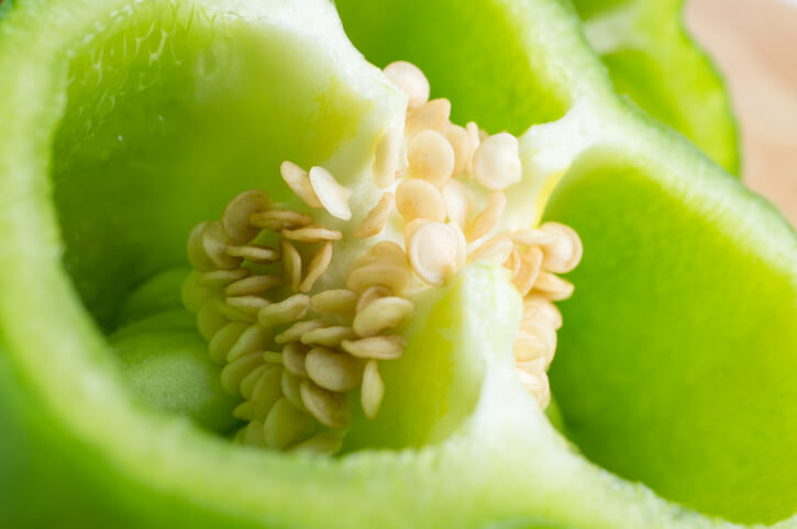 Vorbereitung der Samen